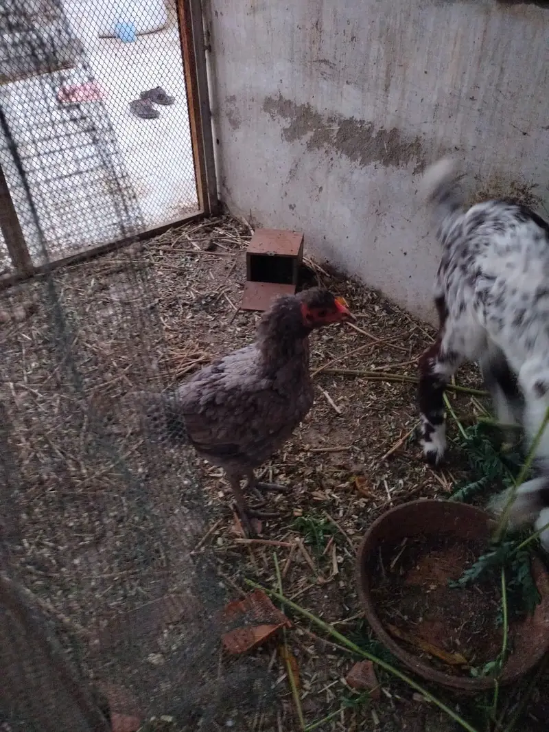 aseel mix hens — photo 3