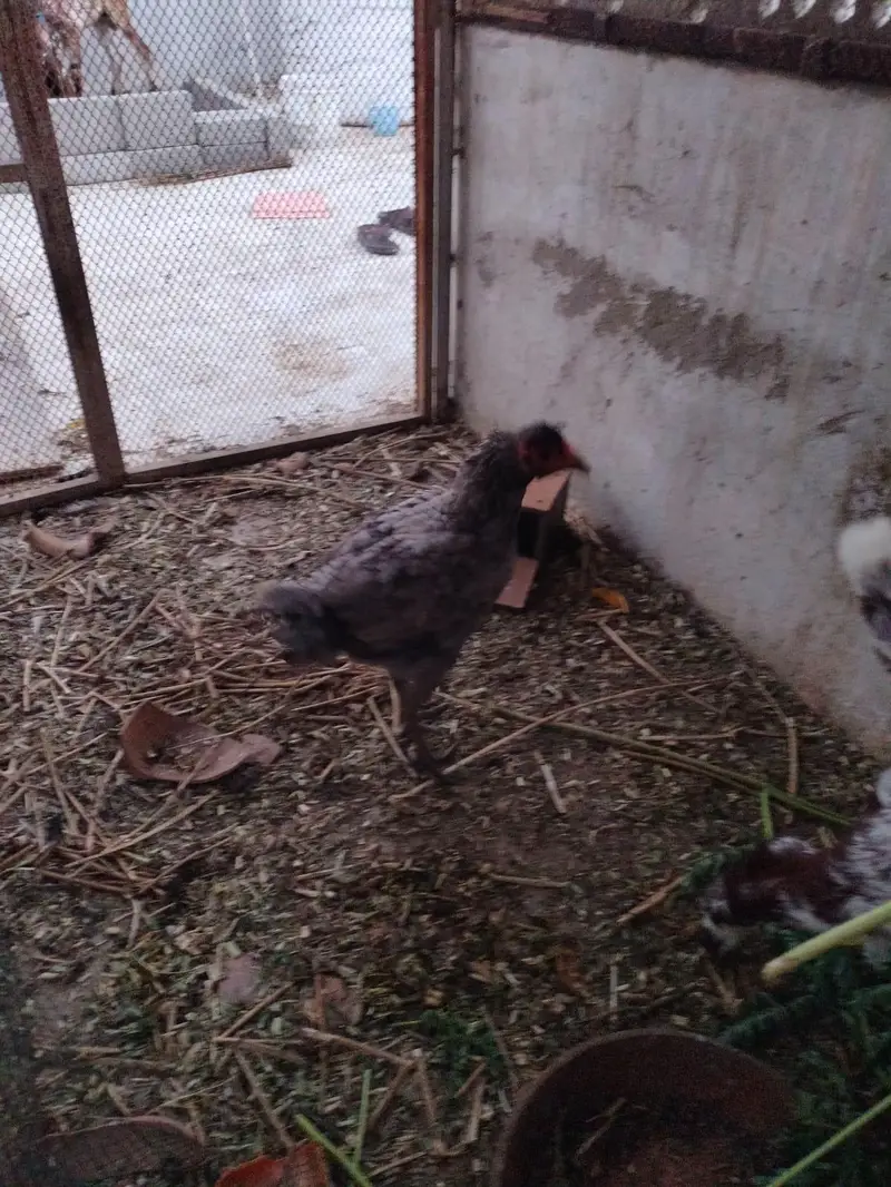 aseel mix hens — photo 4