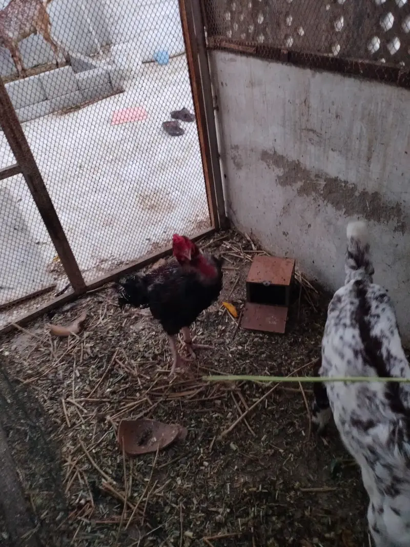 aseel mix hens — photo 5