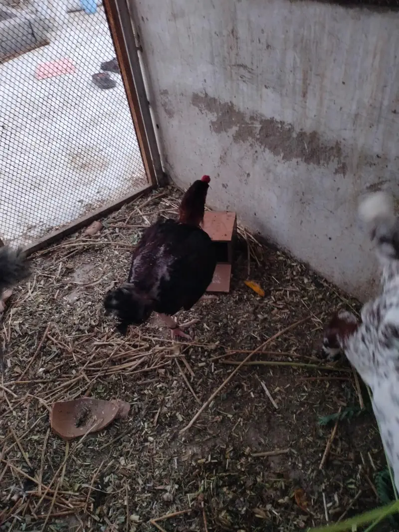 aseel mix hens — photo 6