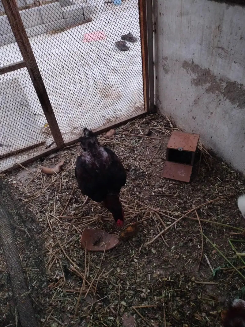 aseel mix hens — photo 7