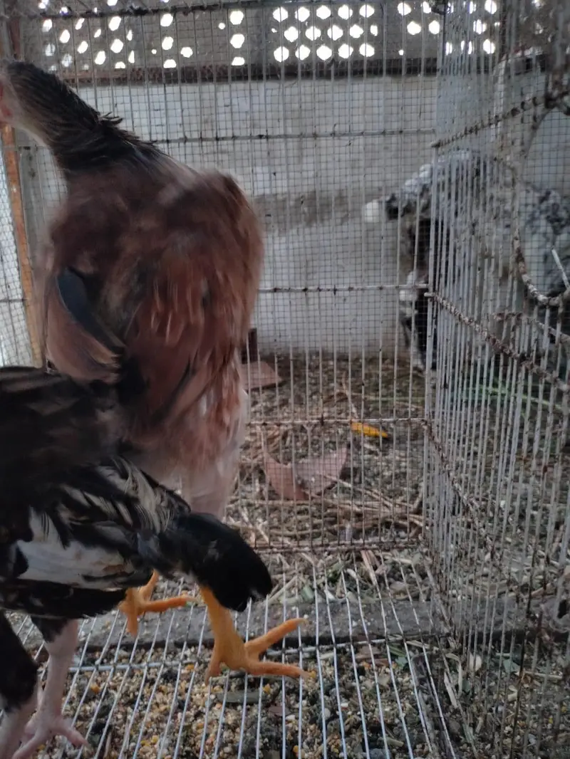 aseel mix hens — photo 11