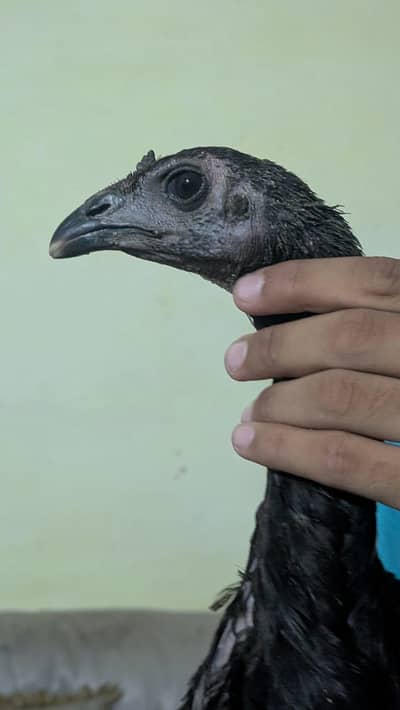 ASEEL DRAGON FULL BLACK