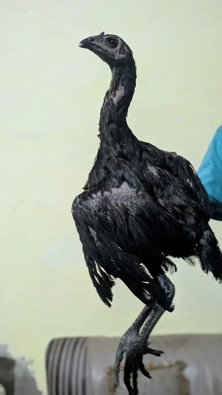 ASEEL DRAGON FULL BLACK — photo 2