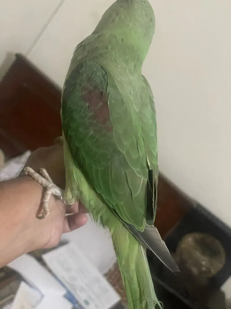Raw parrot — photo 2