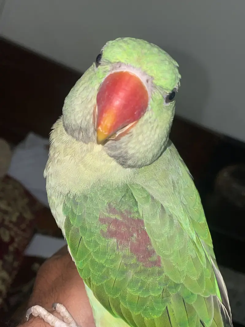 Raw parrot — photo 3