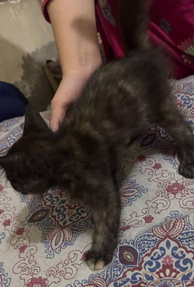 Black & Grey Persian Cat 