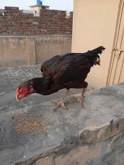 Turkish and Thai Aseel hens