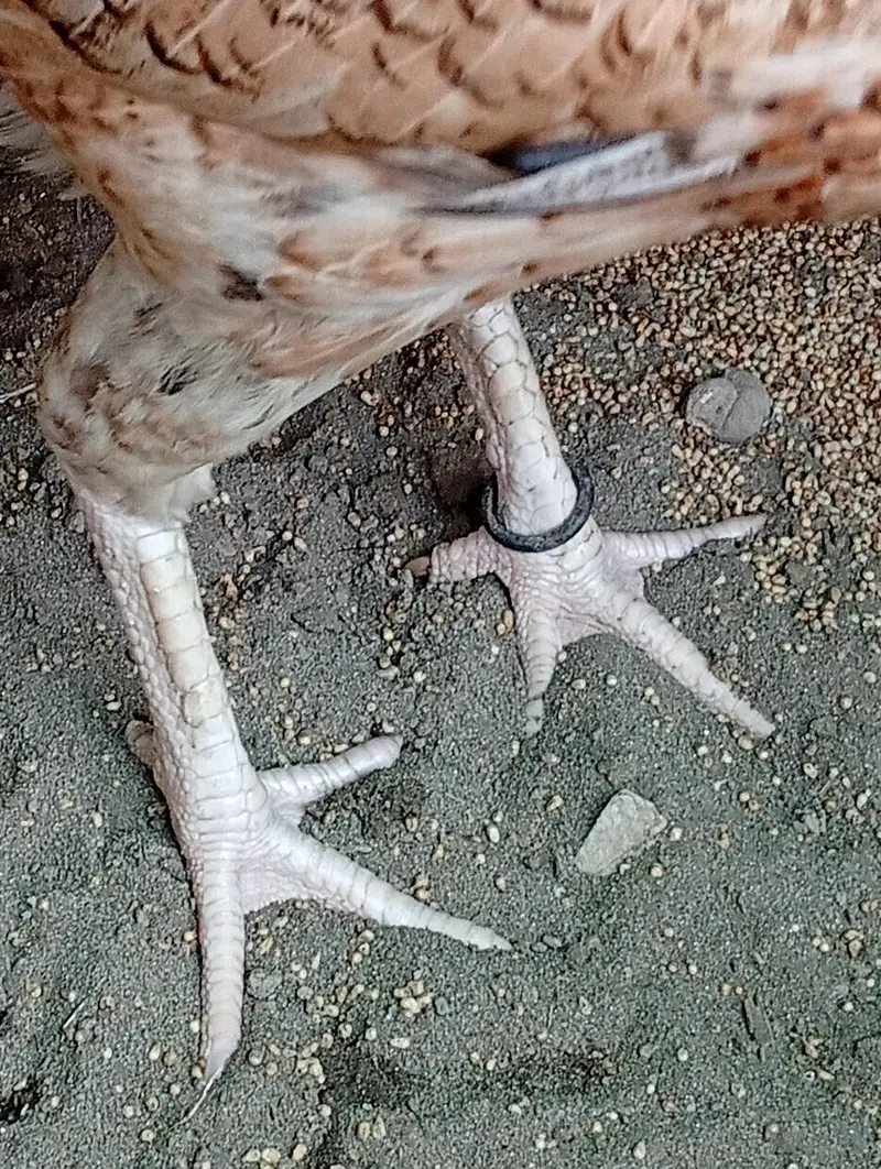 Turkish and Thai Aseel hens — photo 2