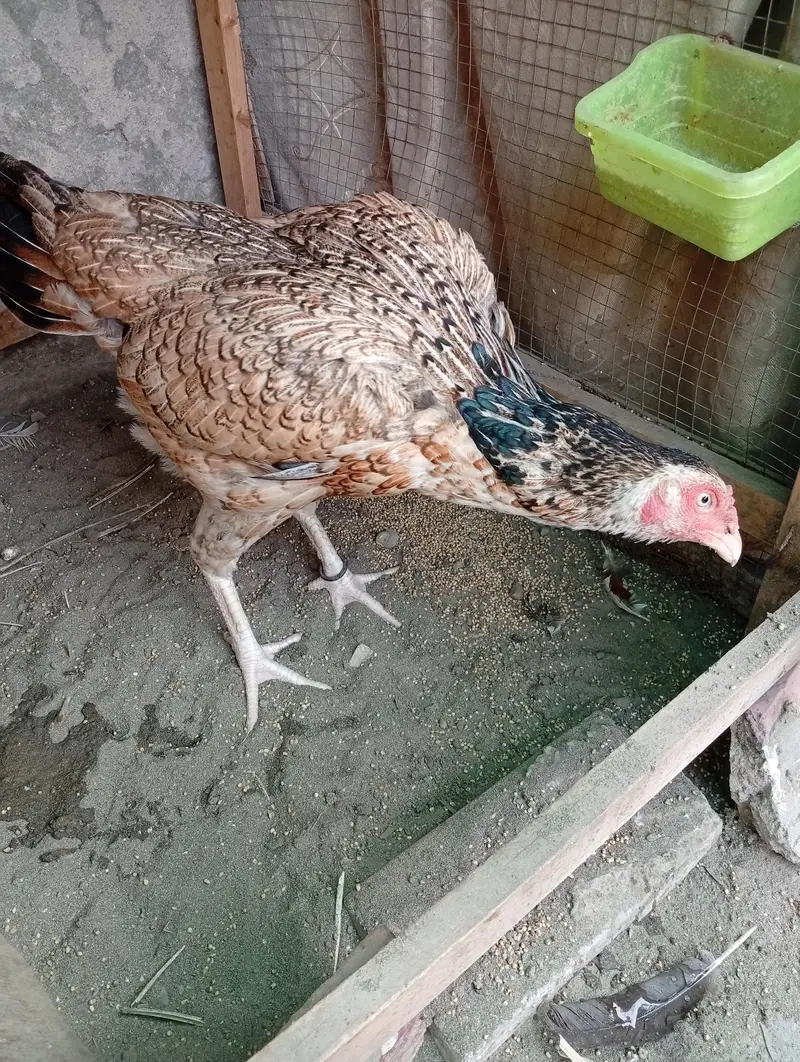 Turkish and Thai Aseel hens — photo 3