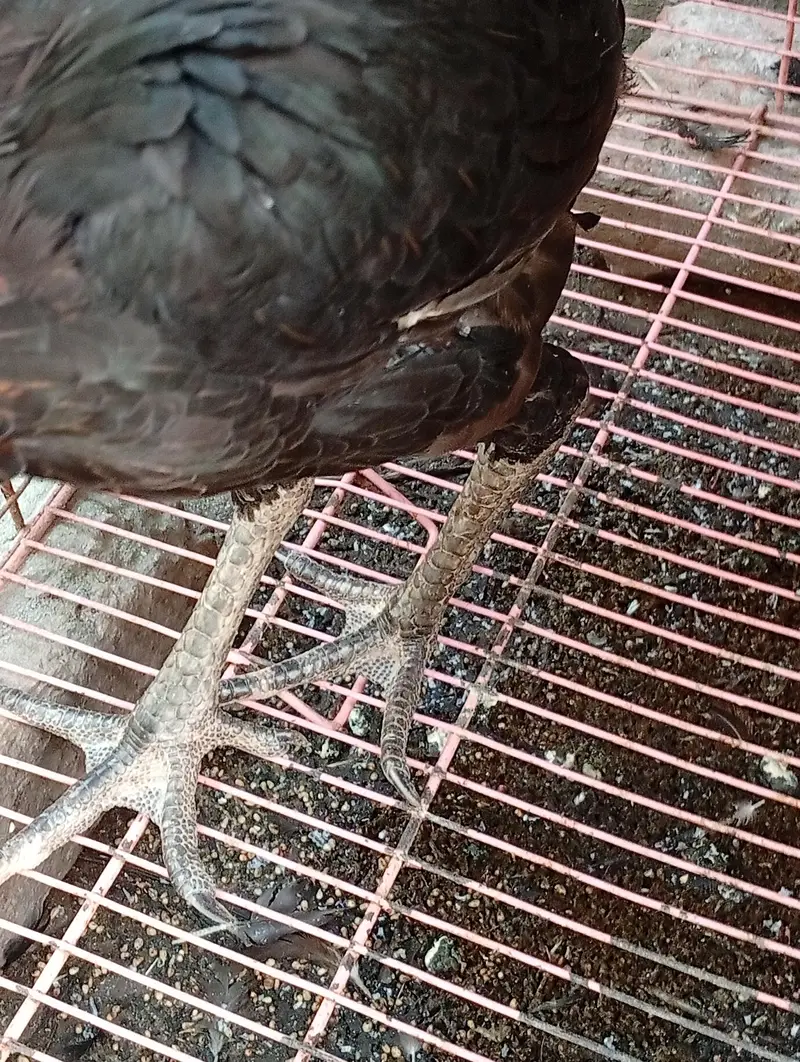 Turkish and Thai Aseel hens — photo 4