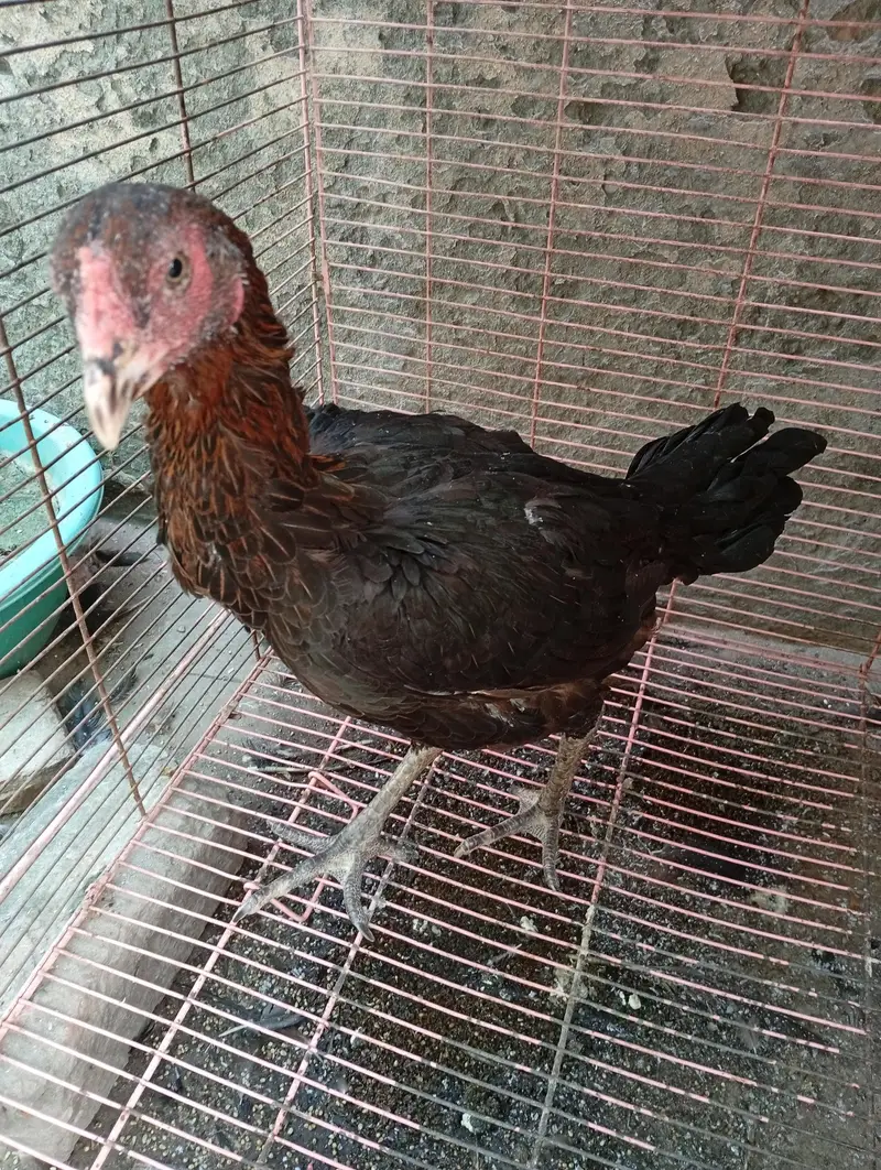 Turkish and Thai Aseel hens — photo 5