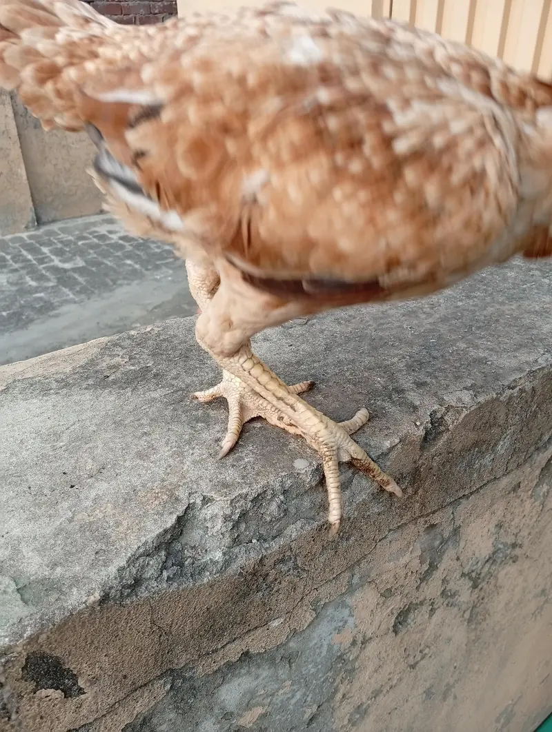 Turkish and Thai Aseel hens — photo 6