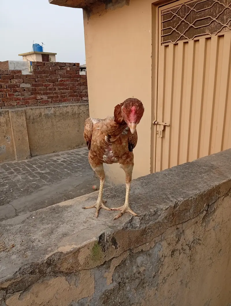 Turkish and Thai Aseel hens — photo 7