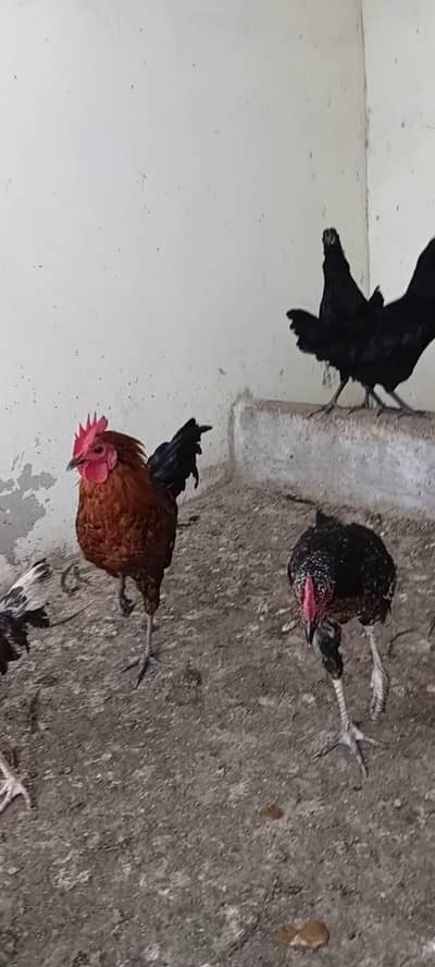 Misri ,Austrolop ,Desi Hens & Roosters