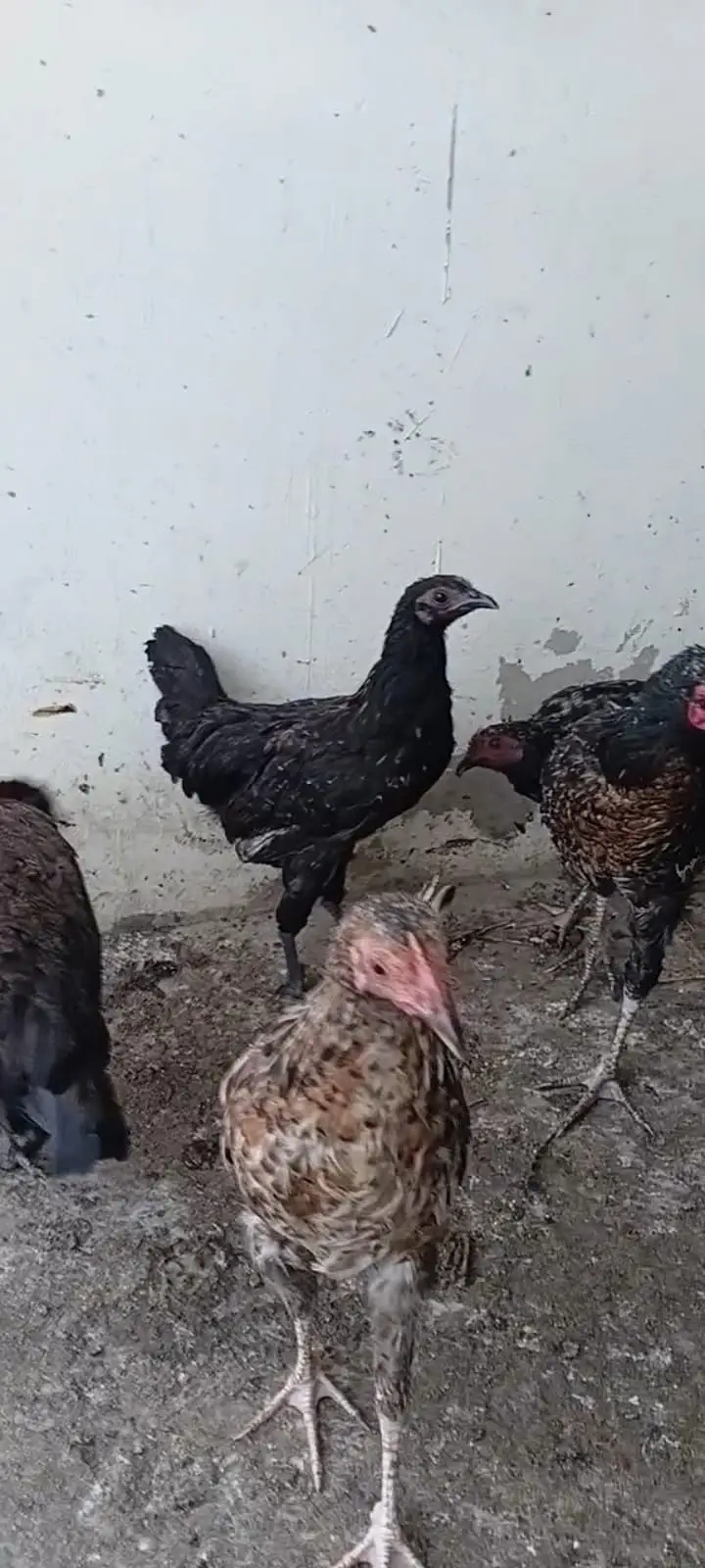 Misri ,Austrolop ,Desi Hens & Roosters — photo 2