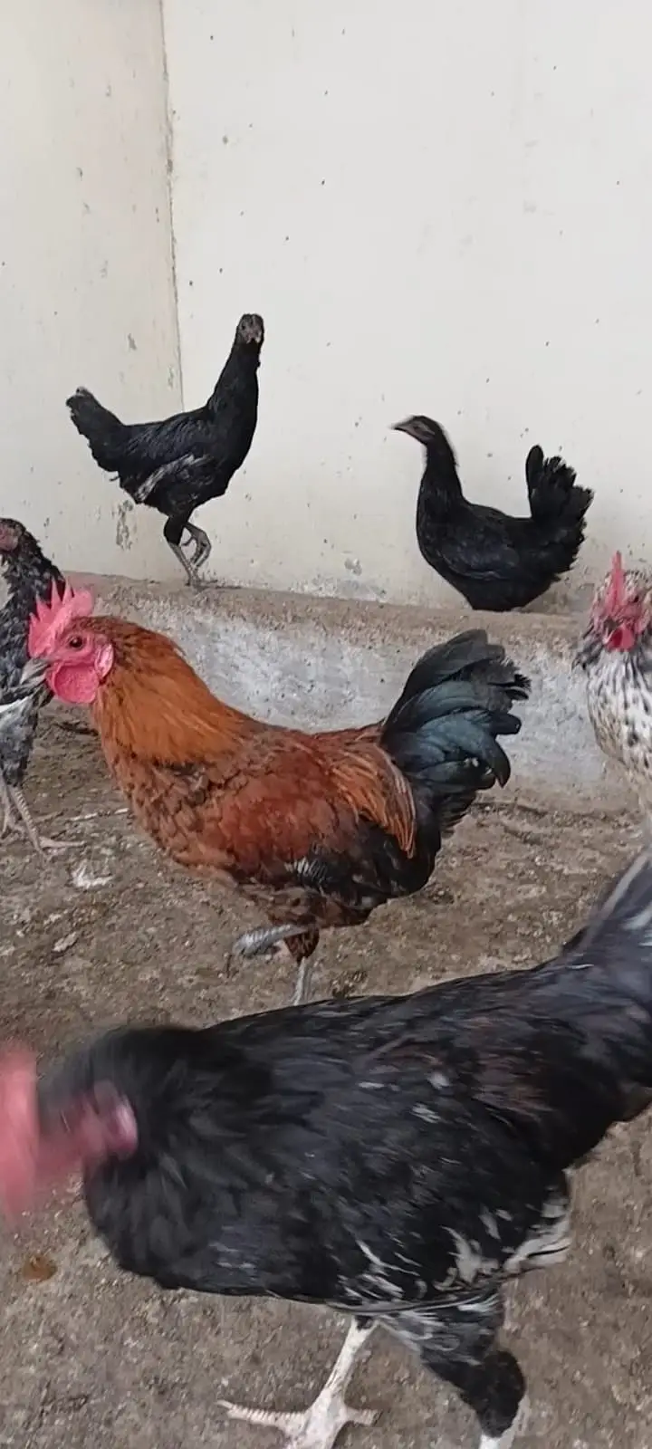 Misri ,Austrolop ,Desi Hens & Roosters — photo 3
