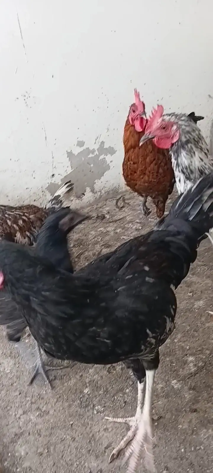 Misri ,Austrolop ,Desi Hens & Roosters — photo 4