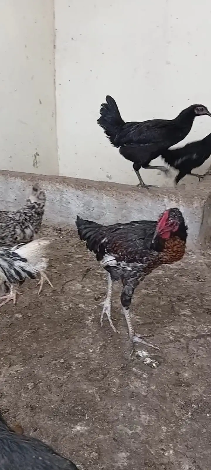 Misri ,Austrolop ,Desi Hens & Roosters — photo 5