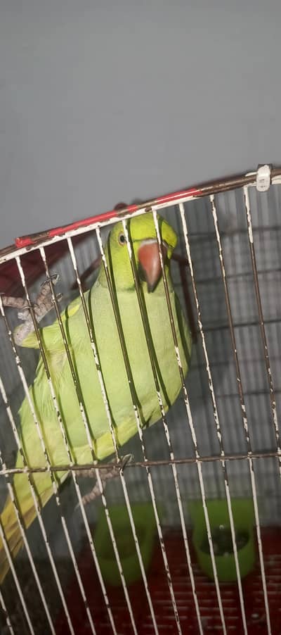Parrot Pair for sale