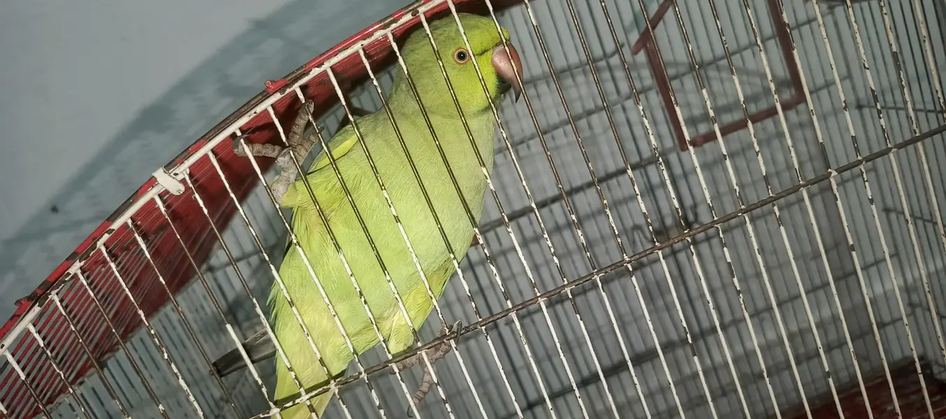 Parrot Pair for sale — photo 2