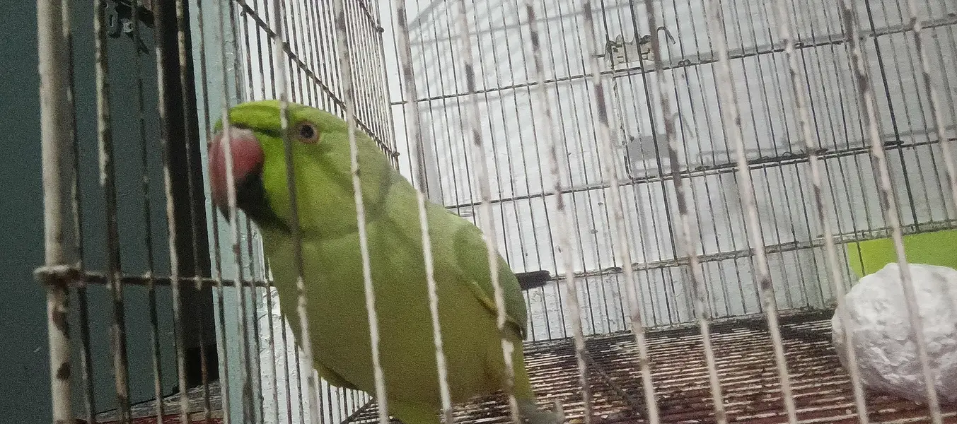 Parrot Pair for sale — photo 3