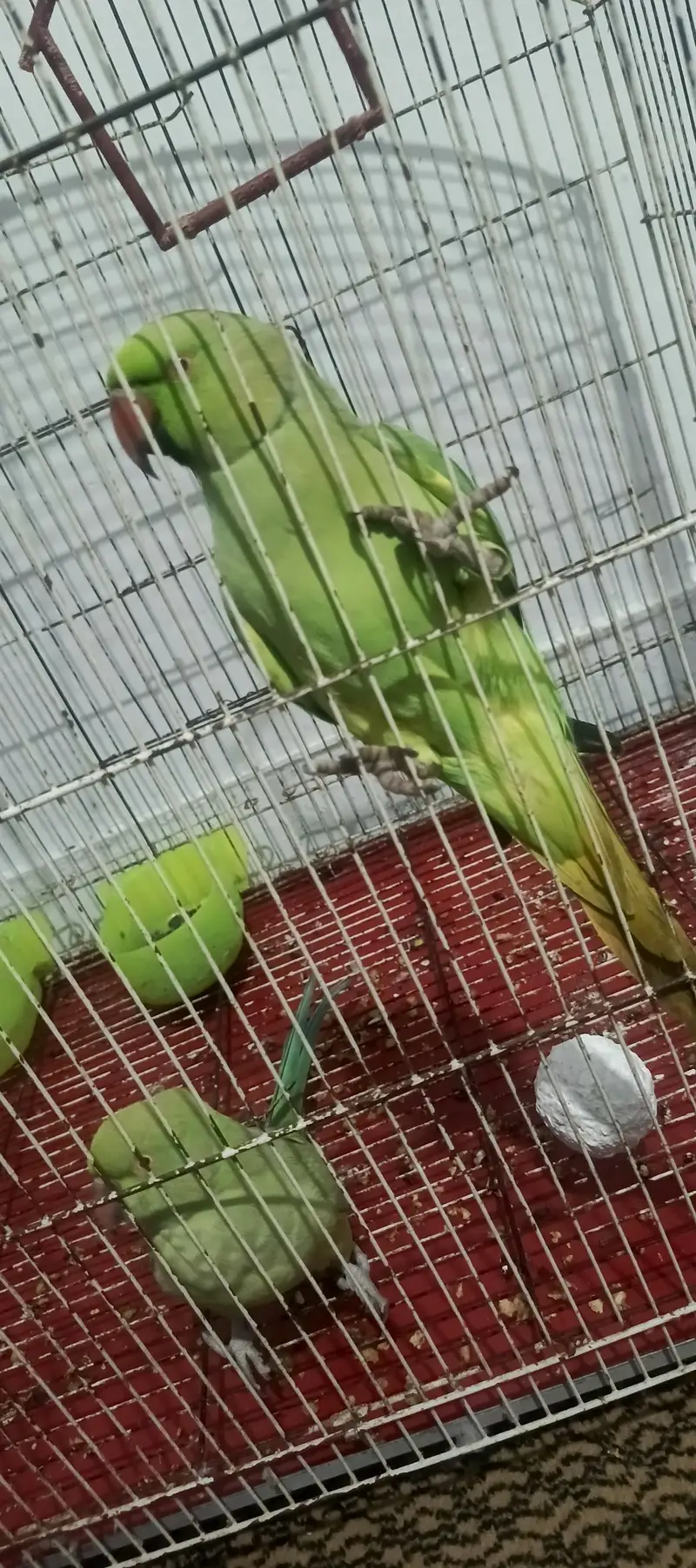 Parrot Pair for sale — photo 4