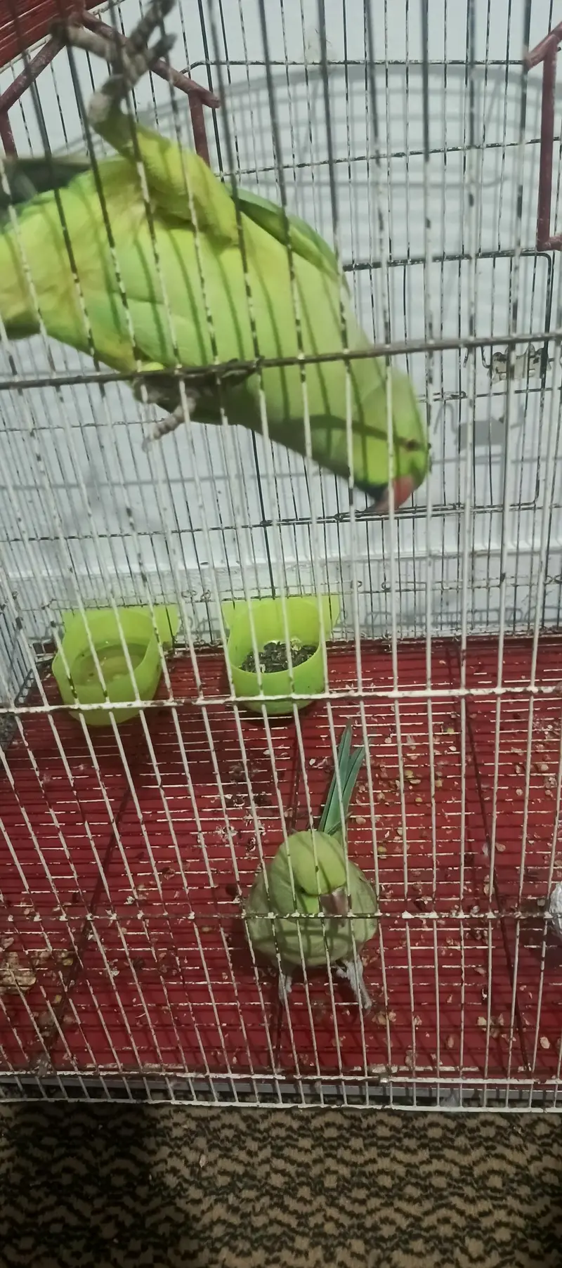 Parrot Pair for sale — photo 5