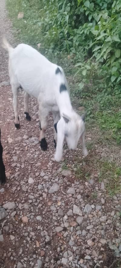BakRAfor sale 0332,8500??739