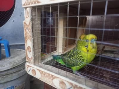 Black Wing budgies breader. pair for sale