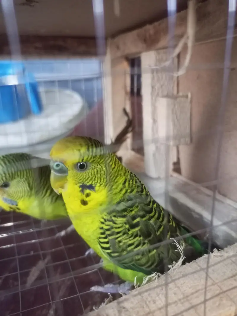 Black Wing budgies breader. pair for sale — photo 2