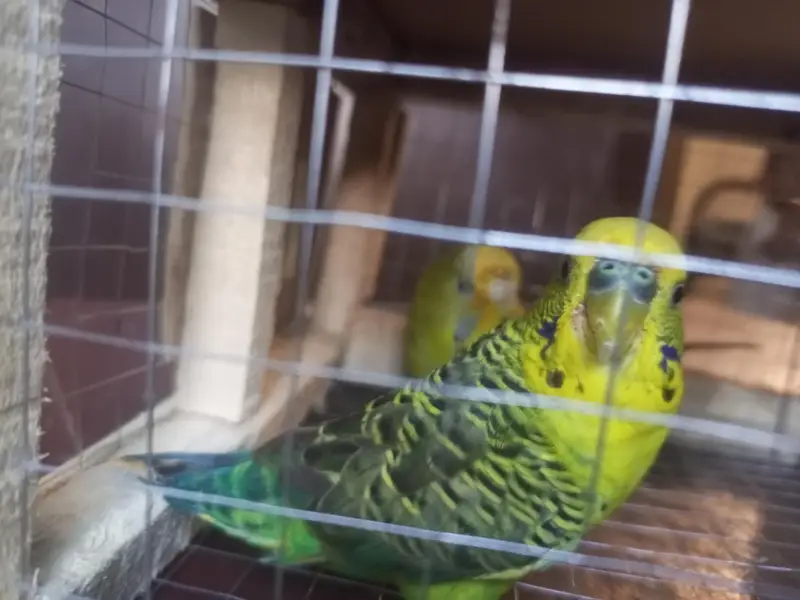 Black Wing budgies breader. pair for sale — photo 3