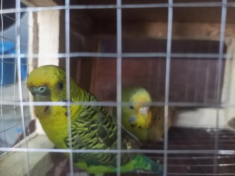 Black Wing budgies breader. pair for sale — photo 4