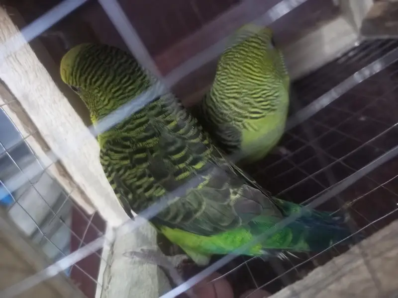 Black Wing budgies breader. pair for sale — photo 5