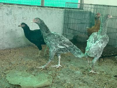 Saleti Aseel Murghian