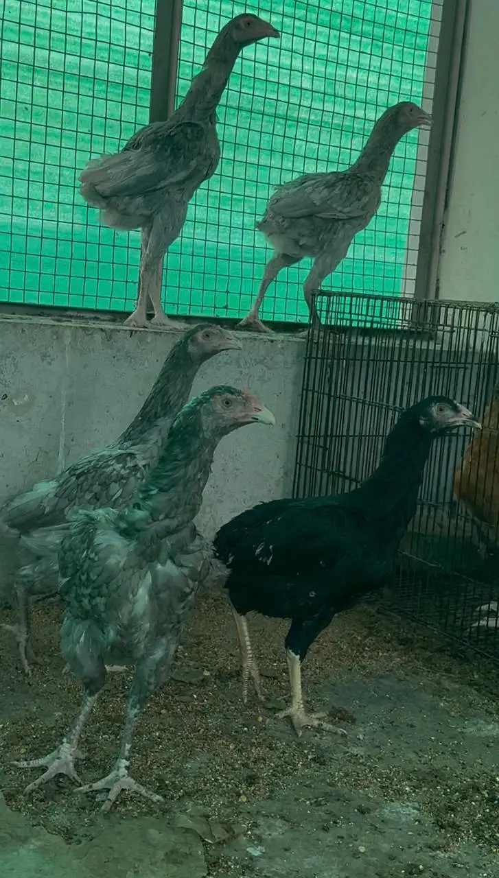 Saleti Aseel Murghian — photo 2