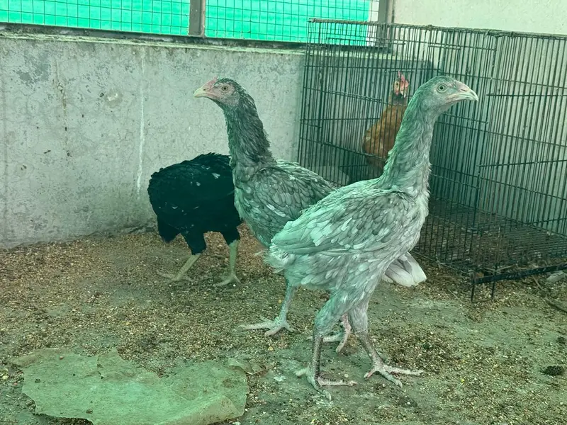Saleti Aseel Murghian — photo 3