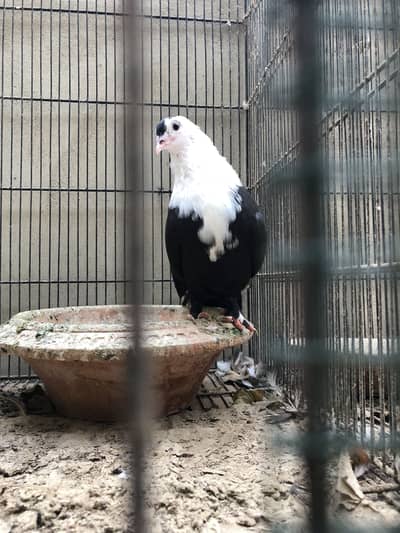 Karbalai pigeons