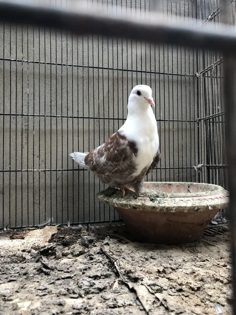 Karbalai pigeons — photo 2