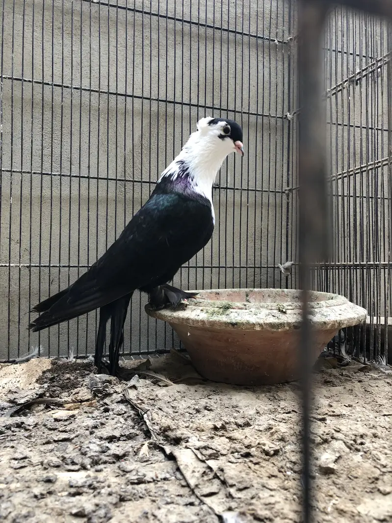 Karbalai pigeons — photo 3