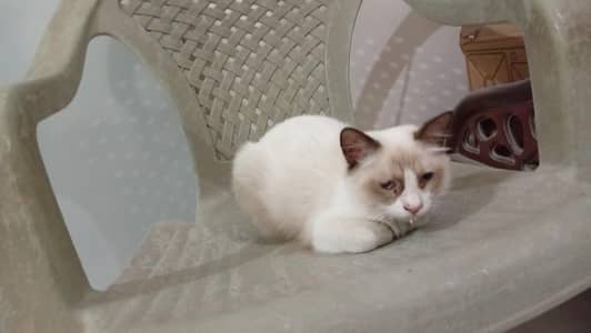 3 months old kitten