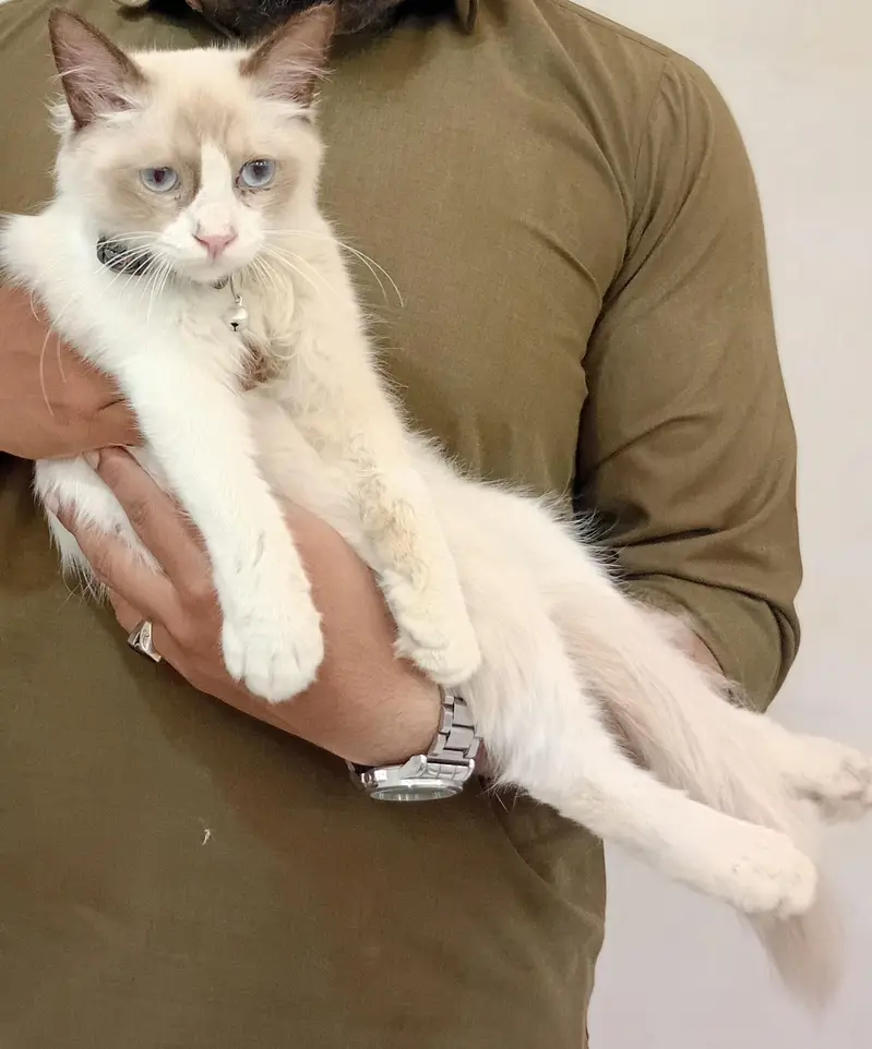 3 months old kitten — photo 2