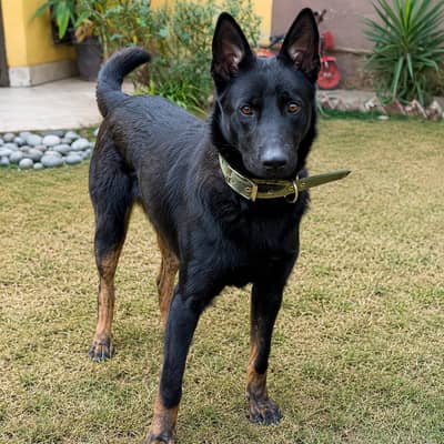15 Month Belgian Malinois Pair | Vaccinated | Black Male | Exchange