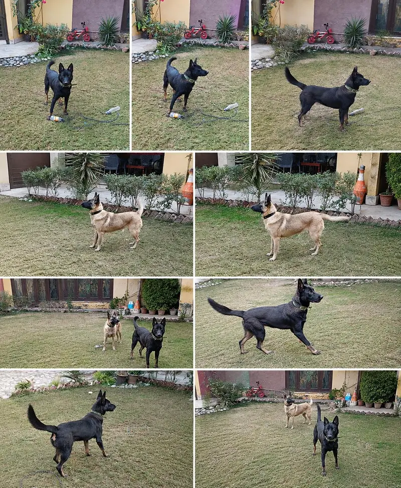 15 Month Belgian Malinois Pair | Vaccinated | Black Male | Exchange — photo 4