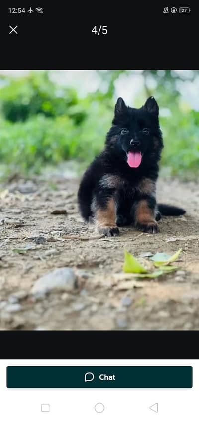 GSD Puppy| German Shepherd Puppy Long Coat