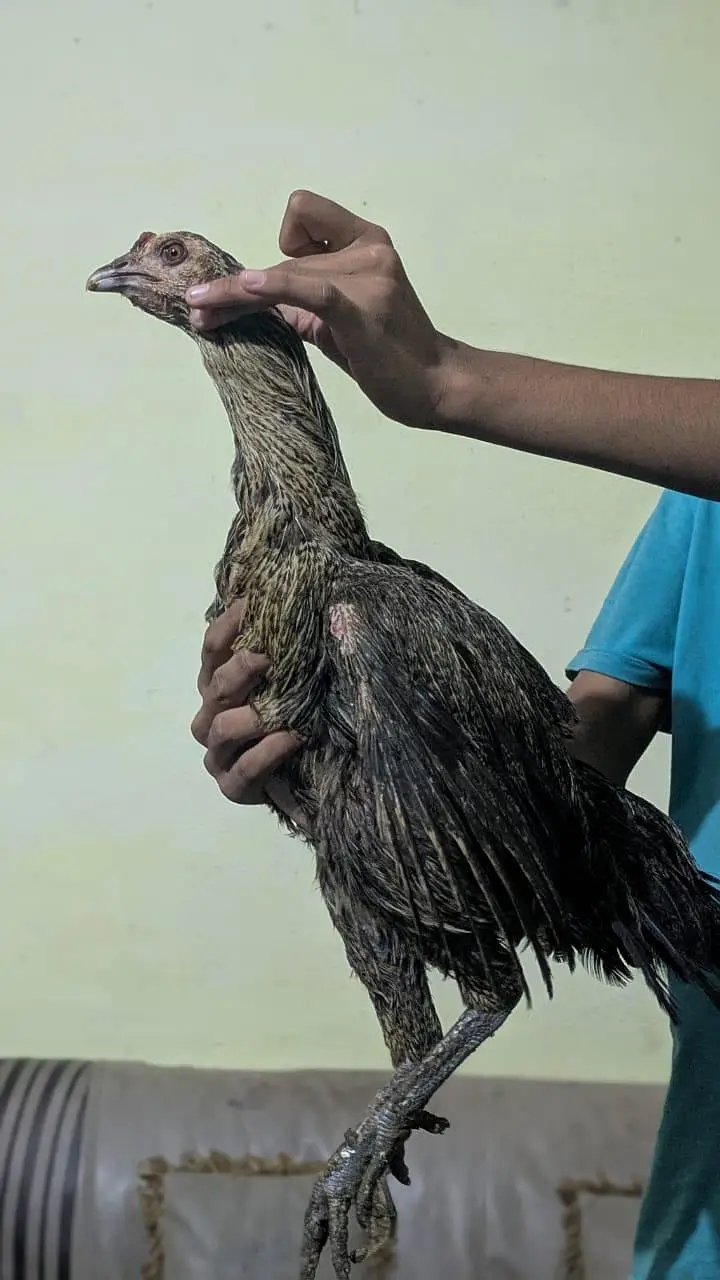 ASEEL DRAGON FULL BLACK — photo 10