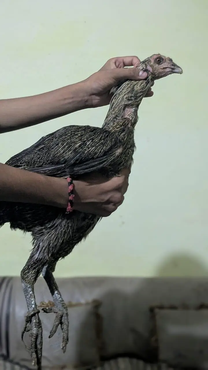 ASEEL DRAGON FULL BLACK — photo 11