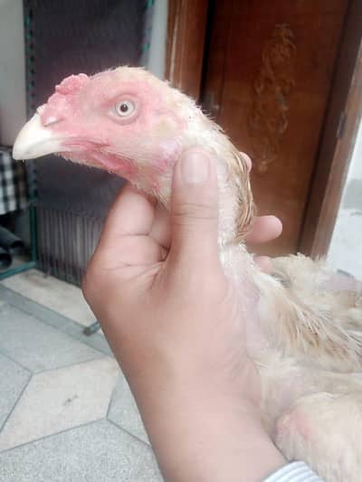 shamo female layer