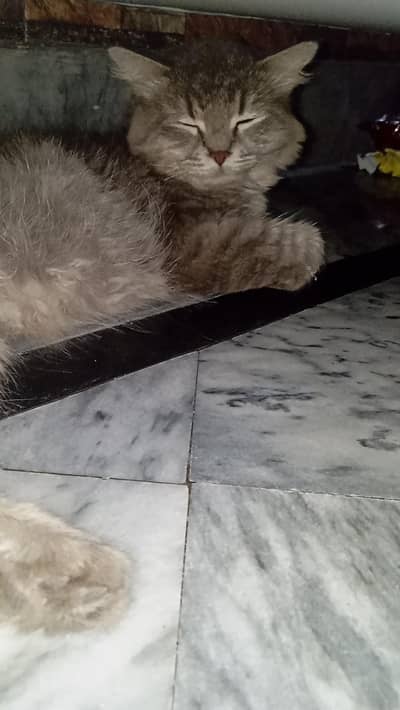 PERSIAN DOUBLE COATED CAT FOR SALE