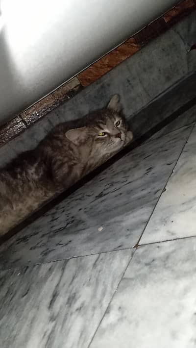PERSIAN DOUBLE COATED MALE CAT FOR SALE|HEALTHY,VACCINATED& TRAINED|